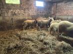Ooilammeren, Dieren en Toebehoren, Vrouwelijk, Schaap, 0 tot 2 jaar
