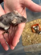 Texel man muis beschikbaar. 3 kleur. €8 euro op te halen, Januari, Mannelijk, Muis