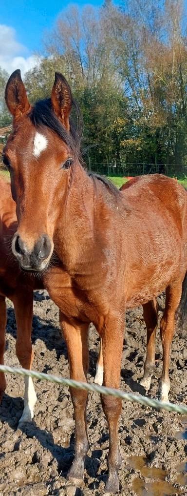 Lief 1,5 jarige pony ruin zal ong. 1m45 worden, Dieren en Toebehoren, Pony's, Ruin