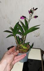 Bloeiende Orchidee Dendrobium Berry Oda, Huis en Inrichting, Kamerplanten, Ophalen of Verzenden