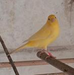 2 kanaries, Dieren en Toebehoren