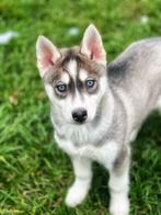 Prachtige Belgische Husky pupjes te koop, België, Overige rassen, CDV (hondenziekte), 8 tot 15 weken