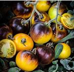 Wooley Kate - Tomaat zaden, Tuin en Terras, Verzenden