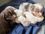 Australische herder pups (aussie pups), België, CDV (hondenziekte), 8 tot 15 weken, Meerdere