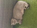 Britse korthaar, Dieren en Toebehoren, Katten en Kittens | Raskatten | Korthaar