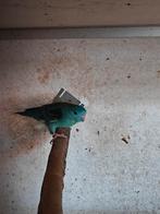 Diverse catharina's, Meerdere dieren, Parkiet, Geringd