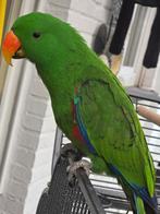 Magnifique Eclectus mâle  eam, Mâle