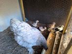 4 brahma kuikens groothoender
