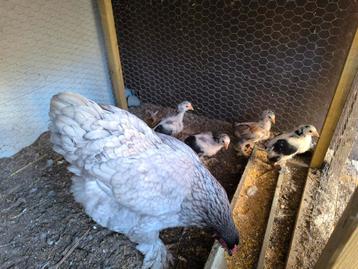 4 brahma kuikens groothoender  beschikbaar voor biedingen