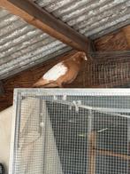 te koop, Dieren en Toebehoren, Vogels | Duiven