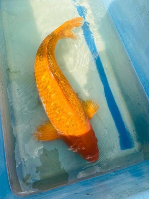 Sanke, Chagoi, Karashigoi, Ochiba 50-65cm, Dieren en Toebehoren, Vissen | Vijvervissen, Karper of Koi