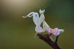 Hymenopus coronatus - Orchidee Bidsprinkhaan, Overige soorten