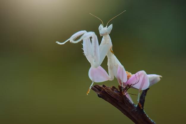 Hymenopus coronatus - Orchidee Bidsprinkhaan, Dieren en Toebehoren, Insecten en Spinnen, Overige soorten