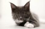 Mainecoons, Dieren en Toebehoren, Katten en Kittens | Raskatten | Langhaar, Geslacht onbekend, Gechipt, 0 tot 2 jaar