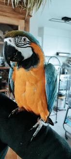 Handtammel blauw gele ara, Dieren en Toebehoren, Ophalen