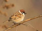 ringmussen, Meerdere dieren, Wildzangvogel, Geringd