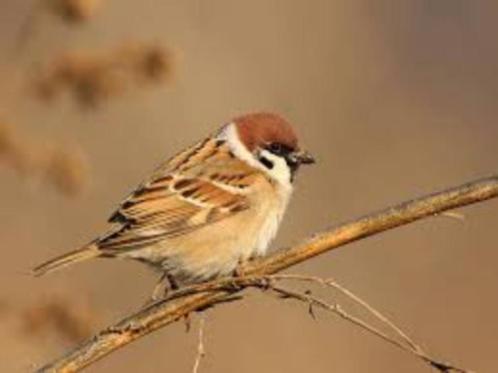 ringmussen, Dieren en Toebehoren, Vogels | Overige Vogels, Wildzangvogel, Meerdere dieren, Tam, Geringd