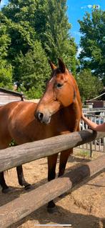Ruin te koop, Dieren en Toebehoren, Paarden, Ruin