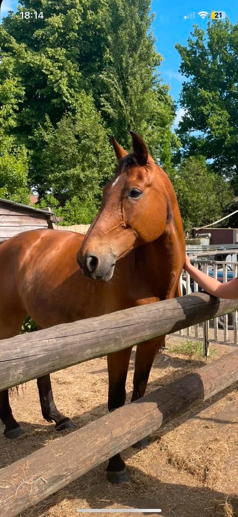 Ruin te koop, Dieren en Toebehoren, Paarden, Ruin