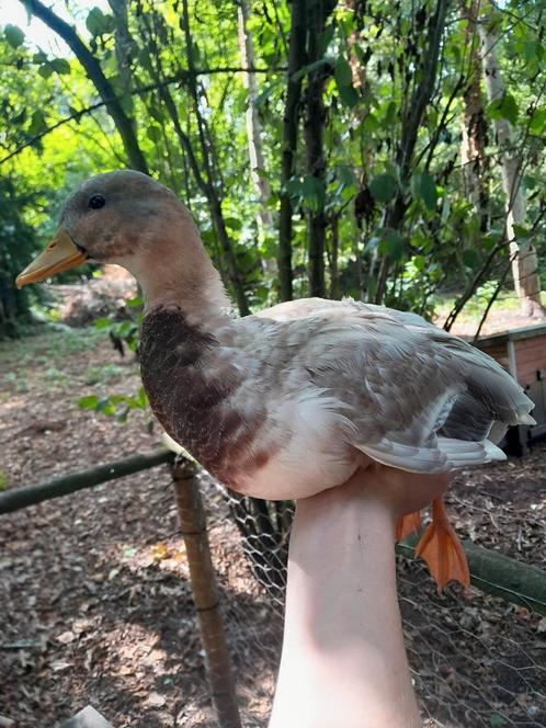 Kwakers, Dieren en Toebehoren, Pluimvee, Eend, Mannelijk
