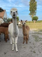 Tamme alpaca merrie met veulen, Dieren en Toebehoren