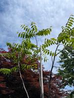 Walnoten boom te koop ., Tuin en Terras, Planten | Bomen, Ophalen, In pot, Bolboom, 250 tot 400 cm