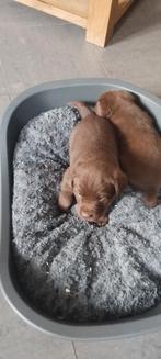 mooie labrador reutje tekoop, Parvovirose, Chien (mâle), Belgique, 8 à 15 semaines