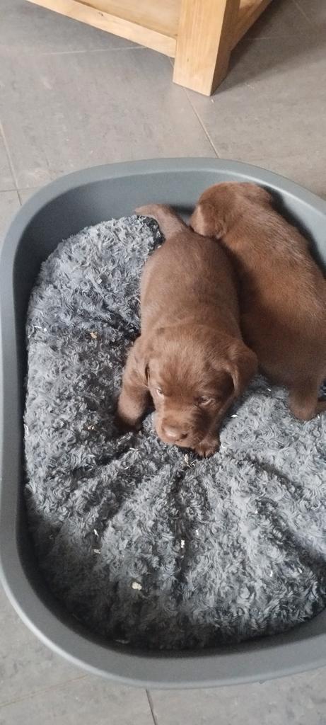 mooie labrador reutje tekoop, Animaux & Accessoires, Chiens | Retrievers, Épagneuls & Chiens d'eau, Chien (mâle), Labrador retriever