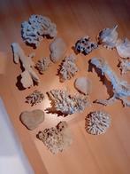 Koraal en schelpen, Dieren en Toebehoren, Ophalen