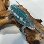 panterkameleon 'nosy be' man, Dieren en Toebehoren, Hagedis, 0 tot 2 jaar