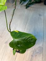 Philodendron Tenue, Ophalen of Verzenden