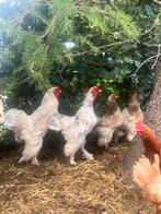 2 koppels brahma kippen, Dieren en Toebehoren, Meerdere dieren, Kip