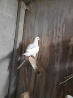 Figurita duiven allemaal duivers