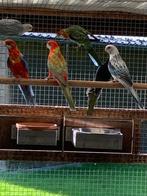 Rosella parkieten, Dieren en Toebehoren, Vogels | Parkieten en Papegaaien, Meerdere dieren, Parkiet