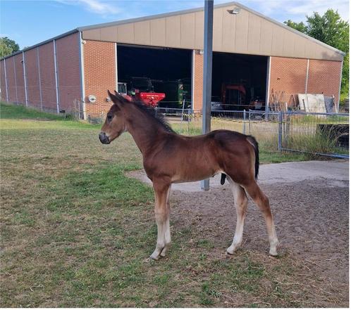 Hengstenveulen van Pifte van het houtemhof (zuuthoeve), Dieren en Toebehoren, Paarden, Hengst, Onbeleerd, 0 tot 2 jaar, Springpaard