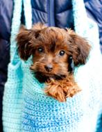Schattige hypoallergene  MINI pups, Dieren en Toebehoren, Honden | Chihuahua's en Gezelschapshonden, België, Fokker | Hobbymatig