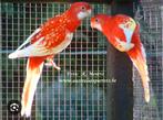 Rosela koppel man van 2021 pop van 2024, Dieren en Toebehoren, Vogels | Parkieten en Papegaaien