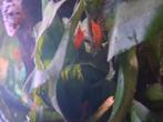Garnalen te koop, Dieren en Toebehoren, Vissen | Aquariumvissen