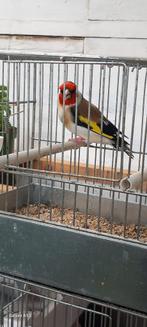 Koppel majoor putter te koop, Dieren en Toebehoren