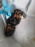 Cavia´s zoeken warm nestje, Animaux & Accessoires, Rongeurs, Janvier, Plusieurs animaux, Cobaye