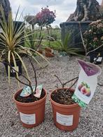 Vijgenstruik Ficus Carica 'Brown Turkey ', Tuin en Terras, Ophalen, Vijgenboom