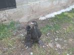 Brahma hen zwart koperhals