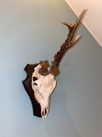 Reebok Schedel, Enlèvement, Comme neuf, Crâne