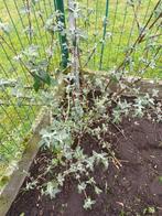 vlinder plant, Tuin en Terras, Ophalen, Zomer, Vaste plant, Overige soorten
