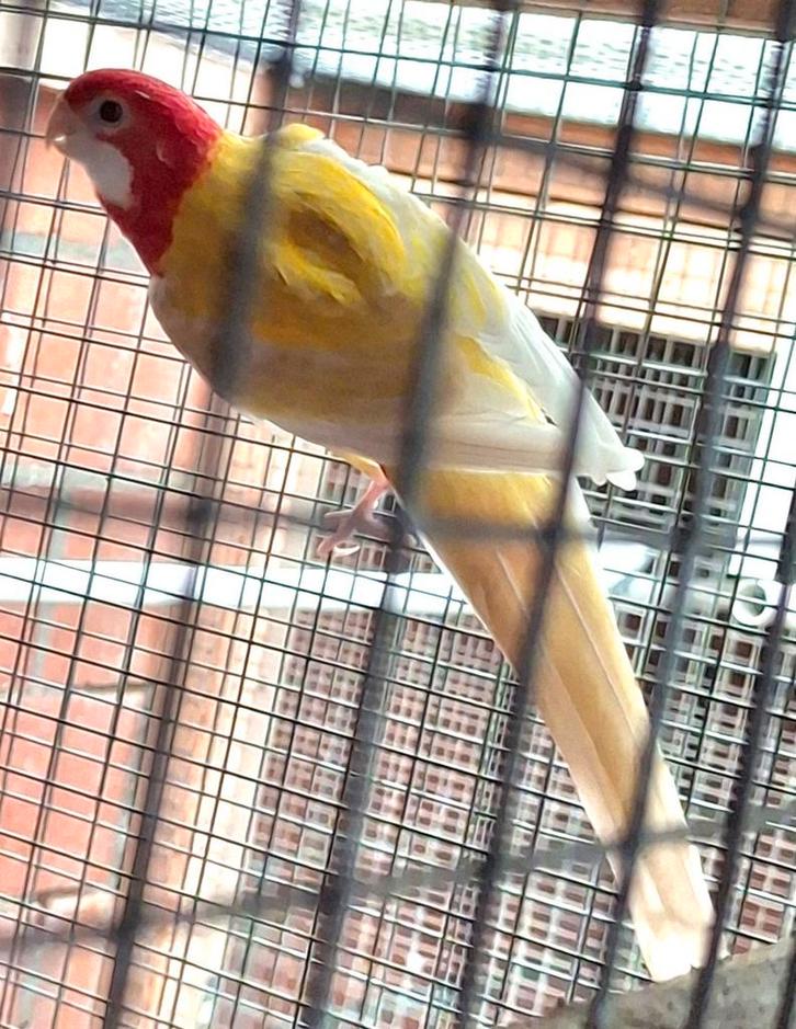 Meermaals bewezen kweekkoppel rosella´s 2023, Dieren en Toebehoren, Vogels | Parkieten en Papegaaien, Parkiet, Meerdere dieren