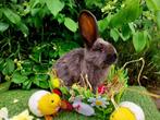 Duitse reusjes, Dieren en Toebehoren, Konijnen, Mannelijk, Groot, 0 tot 2 jaar