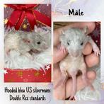 Double Rex Racons, US Blue, Harley, Silermane, Ophalen, Zo goed als nieuw