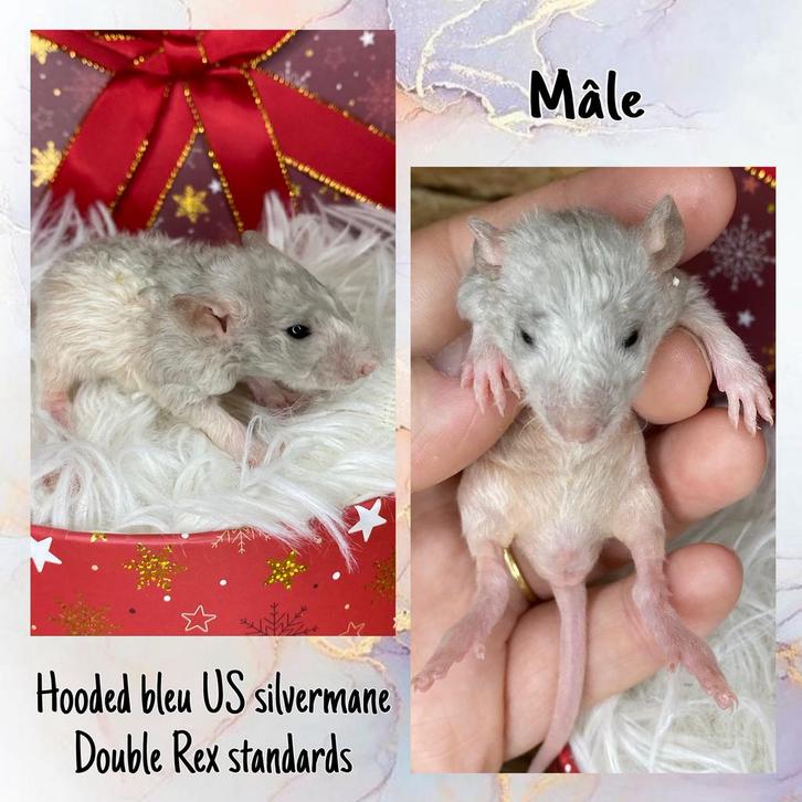 Double Rex Racons, US Blue, Harley, Silermane, Dieren en Toebehoren, Knaagdieren en Konijnen | Toebehoren, Zo goed als nieuw, Ophalen