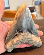 Megalodon tand 14 cm (Prachtig stuk), Verzamelen, Mineralen en Fossielen, Ophalen of Verzenden, Fossiel