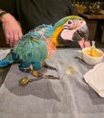 Ara blauw geel handfok, Dieren en Toebehoren
